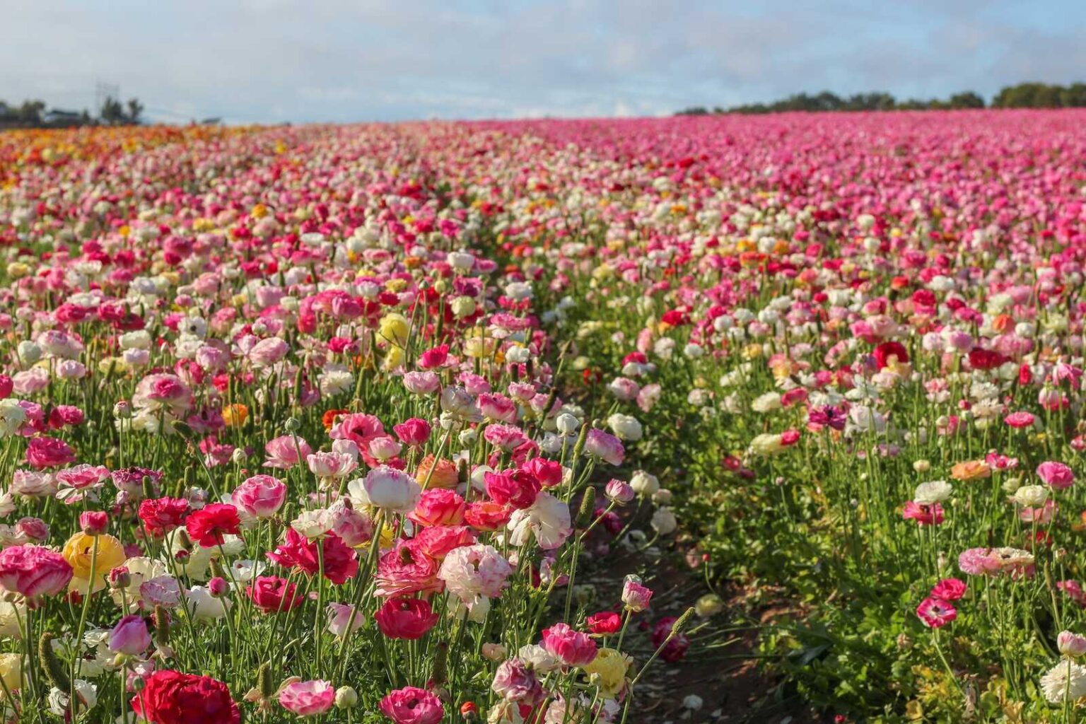 Guide to Visiting the Carlsbad Flower Fields - A San Diego Springtime ...