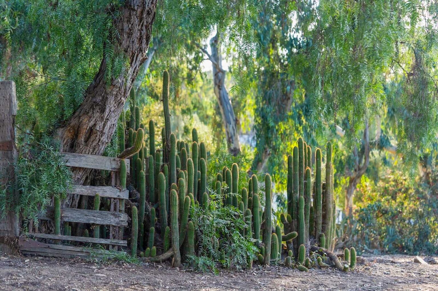 Leo Carrillo Ranch - Over 100 Photos of this Hidden Gem in San Diego ...